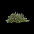 3d illustration of Banksia spinulosa bush isolated on black background Royalty Free Stock Photo