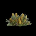 3d illustration of Banksia spinulosa bush isolated on black background Royalty Free Stock Photo