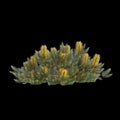 3d illustration of Banksia spinulosa bush isolated on black background Royalty Free Stock Photo