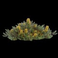 3d illustration of Banksia spinulosa bush isolated on black background Royalty Free Stock Photo