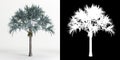 3d illustration of Bismarckia nobilis tree isolated on white and its mask