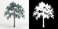 3d illustration of Bismarckia nobilis tree isolated on white and its mask