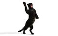 Black Panther Isolate on White Background with Clipping Path