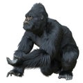 Black silver gorilla 3d illustration isolated on white Royalty Free Stock Photo