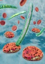 3d illustration of blood cells, plasmodium causing malaria