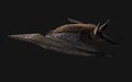 Vampire bat swooping with clipping path.