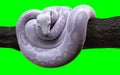Boa Constrictor with Clipping Path, Albino Anaconda, Ball Python.