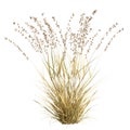 3d illustration of bouteloua curtipendula grass isolated on white background