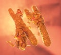 Broken or defected orange colored x and y chromosomes