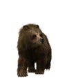 3D illustration of a brown bear walking isolated on white