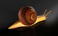 Burgundy Snail Isolate ondark Background with Clipping Path. Royalty Free Stock Photo