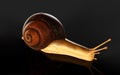 Burgundy Snail Isolate ondark Background with Clipping Path. Royalty Free Stock Photo