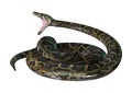 3D Illustration Burmese Python on White