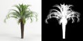 3d illustration of Butia capitata tree isolated on white and its mask