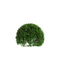 3d illustration of Buxus sempervirens bush isolated on white background Royalty Free Stock Photo