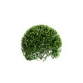 3d illustration of Buxus sempervirens bush isolated on white background Royalty Free Stock Photo