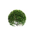 3d illustration of Buxus sempervirens bush isolated on white background Royalty Free Stock Photo