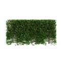 3d illustration of Buxus sempervirens treeline isolated on white background Royalty Free Stock Photo