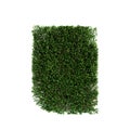 3d illustration of Buxus sempervirens treeline isolated on white background Royalty Free Stock Photo