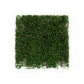 3d illustration of Buxus sempervirens treeline isolated on white background Royalty Free Stock Photo