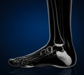 3d illustration of calcaneus bone Royalty Free Stock Photo