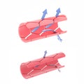 3D illustration of capillaries, arteries, more open or more closed.