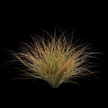 3d illustration of Carex testacea bush isolated on black background Royalty Free Stock Photo