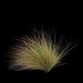 3d illustration of Carex testacea bush isolated on black background Royalty Free Stock Photo