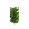 3d illustration of Carpinus betulus bush isolated on white background