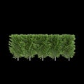 3d illustration of Carpinus betulus treeline isolated on black background