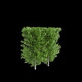 3d illustration of Carpinus betulus treeline isolated on black background, perspective