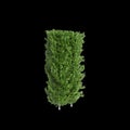 3d illustration of Carpinus betulus treeline isolated on black background, perspective