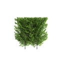 3d illustration of Carpinus betulus treeline isolated on white background