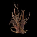 3d illustration of carrageen seaweed isolated on black background Royalty Free Stock Photo