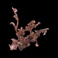 3d illustration of carrageen seaweed isolated on black background Royalty Free Stock Photo