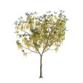 3d illustration of Cassia fistula tree isolated on white background Royalty Free Stock Photo