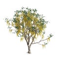 3d illustration of Cassia fistula tree isolated on white background Royalty Free Stock Photo