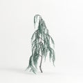 3d illustration of cedrus atlantica glauca pendula tree isolated on white background Royalty Free Stock Photo