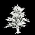 3d illustration of Cedrus libani snow covered tree isolated on black background