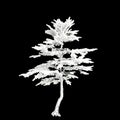 3d illustration of Cedrus libani snow covered tree isolated on black background