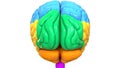 Central Organ of Human Nervous System Brain lobes Anatomy Posterior View