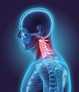 3D illustration of Cervical Spine, medical concept. Royalty Free Stock Photo