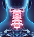 3D illustration of Cervical Spine, medical concept. Royalty Free Stock Photo