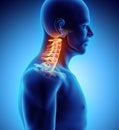 3D illustration of Cervical Spine, medical concept. Royalty Free Stock Photo