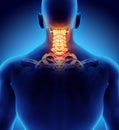 3D illustration of Cervical Spine, medical concept. Royalty Free Stock Photo