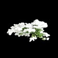 3d illustration of Chamaecyparis obtusa snow covered bush isolated on black background Royalty Free Stock Photo