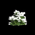 3d illustration of Chamaecyparis obtusa snow covered bush isolated on black background