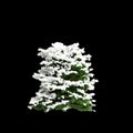 3d illustration of Chamaecyparis obtusa snow covered bush isolated on black background Royalty Free Stock Photo