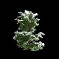 3d illustration of Chamaecyparis obtusa snow covered bush isolated on black background