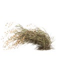 3d illustration of chasmanthium latifolium grass isolated on white background